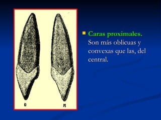    Caras proximales.
    Son más oblicuas y
    convexas que las, del
    central.
 