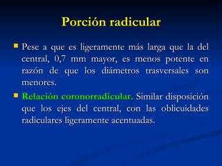 Porción radicular
   Pese a que es ligeramente más larga que la del
    central, 0,7 mm mayor, es menos potente en
    razón de que los diámetros trasversales son
    menores.
   Relación coronorradicular. Similar disposición
    que los ejes del central, con las oblicuidades
    radiculares ligeramente acentuadas.
 