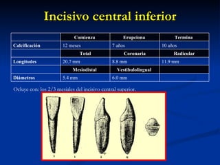 Incisivo central inferior
                             Comienza               Erupciona            Termina
Calcificación          12 meses                7 años               10 años
                                Total                Coronaria           Radicular
Longitudes             20.7 mm                 8.8 mm               11.9 mm
                            Mesiodistal          Vestibulolingual
Diámetros              5.4 mm                  6.0 mm

Ocluye con: los 2/3 mesiales del incisivo central superior.
 