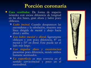 Porción coronaria
   Cara vestibular. De forma de trapecio
    isósceles con escasa diferencia de longitud
    en las dos bases, gran altura y lados poco
    oblicuos.
      Lado incisal. Cuando desaparecen las
        escotaduras y la tabulación, muestra una
        línea dirigida de mesial y abajo hacia
        distal y arriba.
      Los lados mesial y distal, ligeramente
        oblicuos y con poca diferencia, 8° en
        mesial y 10° en distal. Este puede ser el
        lado más largo.
      Los ángulos disto y mesioincisal
        presentan poca diferencia, siendo ambos
        bastante acentuados.
      La superfecie es muy convexa en el
        sentido cervicoincisal y poco en el
        mesiodistal.
 