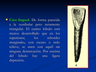    Cara lingual. De forma parecida
    a la vestibular pero netamente
    triangular. El cuarto lóbulo está
    menos desarrollado que en los
    superiores;     los      rebordes
    marginales, con escaso o nulo
    relieve, se unen con aquél sin
    ninguna demarcación. Por encima
    del lóbulo hay una ligera
    depresión.
 