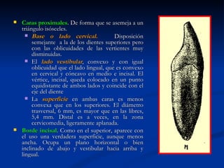    Caras proximales. De forma que se asemeja a un
    triángulo isósceles.
       Base o lado cervical.               Disposición
         semejante a la de los dientes superiores pero
         con las oblicuidades de las vertientes muy
         disminuidas.
       El lado vestibular, convexo y con igual
         oblicuidad que el lado lingual, que es convexo
         en cervical y cóncavo en medio e incisal. El
         vértice, incisal, queda colocado en un punto
         equidistante de ambos lados y coincide con el
         eje del diente
       La superficie en ambas caras es menos
         convexa que en los superiores. El diámetro
         trasversal, 6 mm, es mayor que en las libres,
         5,4 mm. Distal es a veces, en la zona
         cervicomedia, ligeramente aplanada.
   Borde incisal. Como en el superior, aparece con
    el uso una verdadera superficie, aunque menos
    ancha. Ocupa un plano horizontal o bien
    inclinado de abajo y vestibular hacia arriba y
    lingual.
 