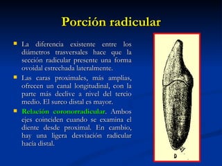 Porción radicular
   La diferencia existente entre los
    diámetros trasversales hace que la
    sección radicular presente una forma
    ovoidal estrechada lateralmente.
   Las caras proximales, más amplias,
    ofrecen un canal longitudinal, con la
    parte más declive a nivel del tercio
    medio. El surco distal es mayor.
   Relación coronorradicular. Ambos
    ejes coinciden cuando se examina el
    diente desde proximal. En cambio,
    hay una ligera desviación radicular
    hacía distal.
 