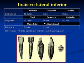 Incisivo lateral inferior
                          Comienza             Erupciona               Termina
Calcificación        12 meses              8 años                11 años
                            Total              Coronaria               Radicular
Longitudes           22.1 mm               9.6 mm                12.5 mm
                         Mesiodistal        Vestibulolingual
Diámetros            5.9 mm                6.5 mm
Ocluye con: 1/3 distal del incisivo central y ½ de lateral superior.
 