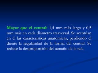 Mayor que el central: 1,4 mm más largo y 0,5
mm más en cada diámetro trasversal. Se acentúan
en él las características anatómicas, perdiendo el
diente la regularidad de la forma del central. Se
reduce la desproporción del tamaño de la raíz.
 