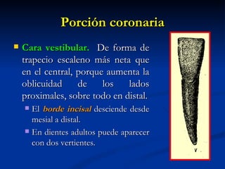 Porción coronaria
   Cara vestibular. De forma de
    trapecio escaleno más neta que
    en el central, porque aumenta la
    oblicuidad     de    los   lados
    proximales, sobre todo en distal.
     El borde incisal desciende desde
      mesial a distal.
     En dientes adultos puede aparecer
      con dos vertientes.
 