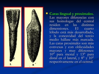    Caras lingual y proximales.
    Las mayores diferencias con
    sus homologas del central
    residen en las distintas
    dimensiones.       El     cuarto
    lóbulo está más desarrollado,
    y la concavidad del tercio
    medio hállase más marcada.
    Las caras proximales son más
    convexas y con oblicuidades
    mayores y muy diferentes:
    10° para mesial y 13° para
    distal en el lateral, y 8° y 10°
    respectivamente en el central.
 