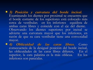   3) Posición y curvatura del borde incisal.
    Examinando los dientes por proximal se encuentra que
    el borde cortante de los superiores está colocado más
    cerca de vestibular; en los inferiores equidista de
    ambas caras libres y coincide con el eje del diente.
    Observando los dientes superiores por incisal se
    advierte una curvatura mayor que los inferiores, en
    razón de que su cara vestibular tiene una convexidad
    mayor.
   4) Oblicuidad de las caras libres. Como
    consecuencia de la desigual posición del borde incisal,
    las oblicuidades de las caras libres difieren, En el
    superior, la cara palatina es la más oblicua. En los
    inferiores son parecidas.
 