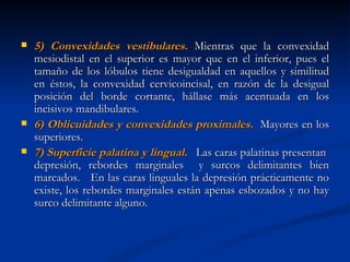    5) Convexidades vestibulares. Mientras que la convexidad
    mesiodistal en el superior es mayor que en el inferior, pues el
    tamaño de los lóbulos tiene desigualdad en aquellos y similitud
    en éstos, la convexidad cervicoincisal, en razón de la desigual
    posición del borde cortante, hállase más acentuada en los
    incisivos mandibulares.
   6) Oblicuidades y convexidades proximales. Mayores en los
    superiores.
   7) Superficie palatina y lingual. Las caras palatinas presentan
    depresión, rebordes marginales y surcos delimitantes bien
    marcados. En las caras linguales la depresión prácticamente no
    existe, los rebordes marginales están apenas esbozados y no hay
    surco delimitante alguno.
 