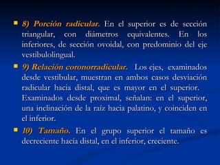    8) Porción radicular. En el superior es de sección
    triangular, con diámetros equivalentes. En los
    inferiores, de sección ovoidal, con predominio del eje
    vestibulolingual.
   9) Relación coronorradicular. Los ejes, examinados
    desde vestibular, muestran en ambos casos desviación
    radicular hacia distal, que es mayor en el superior.
    Examinados desde proximal, señalan: en el superior,
    una inclinación de la raíz hacia palatino, y coinciden en
    el inferior.
   10) Tamaño. En el grupo superior el tamaño es
    decreciente hacía distal, en el inferior, creciente.
 