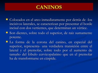 CANINOS

   Colocados en el arco inmediatamente por detrás de -los
    incisivos laterales, se caracterizan por presentar el borde
    incisal con dos vertientes, que determinan un vértice.
   Son dientes, sobre todo el superior, de raíz sumamente
    potente.
   La forma de la corona del canino, en especial del
    superior, representa- una verdadera transición entre el
    lateral y el premolar, sobre todo por el aumento de
    tamaño del lóbulo cervicopalatino que en el premolar
    ha de transformarse en cúspide.
 