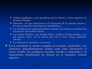    Ambas mandíbulas, como portadoras de los dientes y como esqueleto de
         las partes blandas.
        Músculos: los que intervienen en la formación de las paredes bucales y
         los que producenlos movimientos mandibulares..
        Las articulaciones temporomaxilares, merced a las cuales se producen las
         excursiones del maxilar inferior.
        Los tejidos blandos; que forman labios, carrillos, bóveda palatina, velo
         del paladar, istmo de las fauces, piso de la boca, lengua, glándulas
         salivales.
        Los elementos vasculares y nerviosos.
   En la actualidad se tiende a ampliar el concepto, añadiendo a los
    elementos precedentemente citados estas otras estructuras: el
    hueso hioides, los cartílagos cricoides, tiroides y aritenoides y la
    musculatura infrahioidea. Se íntegra así el esqueleto visceral
    superior.
 