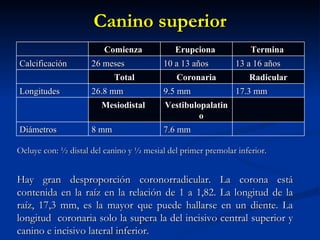 Canino superior
                         Comienza            Erupciona             Termina
Calcificación        26 meses             10 a 13 años        13 a 16 años
                            Total            Coronaria            Radicular
Longitudes           26.8 mm              9.5 mm              17.3 mm
                        Mesiodistal       Vestibulopalatin
                                                   o
Diámetros            8 mm                 7.6 mm

Ocluye con: ½ distal del canino y ½ mesial del primer premolar inferior.


Hay gran desproporción coronorradicular. La corona está
contenida en la raíz en la relación de 1 a 1,82. La longitud de la
raíz, 17,3 mm, es la mayor que puede hallarse en un diente. La
longitud coronaria solo la supera la del incisivo central superior y
canino e incisivo lateral inferior.
 