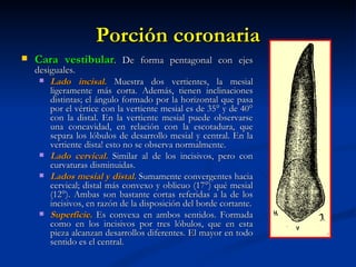 Porción coronaria
   Cara vestibular. De forma pentagonal con ejes
    desiguales.
      Lado incisal. Muestra dos vertientes, la mesial
        ligeramente más corta. Además, tienen inclinaciones
        distintas; el ángulo formado por la horizontal que pasa
        por el vértice con la vertiente mesial es de 35° y de 40°
        con la distal. En la vertiente mesial puede observarse
        una concavidad, en relación con la escotadura, que
        separa los lóbulos de desarrollo mesial y central. En la
        vertiente dista! esto no se observa normalmente.
      Lado cervical. Similar al de los incisivos, pero con
        curvaturas disminuidas.
      Lados mesial y distal. Sumamente convergentes hacia
        cervical; distal más convexo y oblicuo (17°) qué mesial
        (12°). Ambas son bastante cortas referidas a la de los
        incisivos, en razón de la disposición del borde cortante.
      Superficie. Es convexa en ambos sentidos. Formada
        como en los incisivos por tres lóbulos, que en esta
        pieza alcanzan desarrollos diferentes. El mayor en todo
        sentido es el central.
 