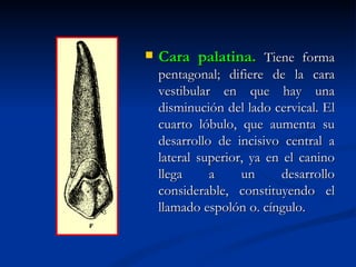    Cara palatina. Tiene forma
    pentagonal; difiere de la cara
    vestibular en que hay una
    disminución del lado cervical. El
    cuarto lóbulo, que aumenta su
    desarrollo de incisivo central a
    lateral superior, ya en el canino
    llega     a     un      desarrollo
    considerable, constituyendo el
    llamado espolón o. cíngulo.
 