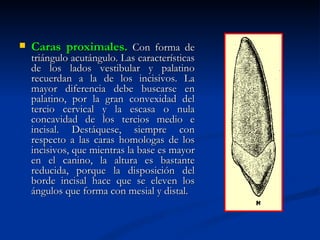    Caras proximales. Con forma de
    triángulo acutángulo. Las características
    de los lados vestibular y palatino
    recuerdan a la de los incisivos. La
    mayor diferencia debe buscarse en
    palatino, por la gran convexidad del
    tercio cervical y la escasa o nula
    concavidad de los tercios medio e
    incisal. Destáquese, siempre con
    respecto a las caras homologas de los
    incisivos, que mientras la base es mayor
    en el canino, la altura es bastante
    reducida, porque la disposición del
    borde incisal hace que se eleven los
    ángulos que forma con mesial y distal.
 