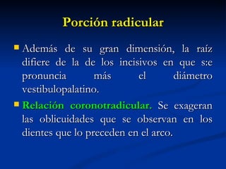 Porción radicular
 Además de su gran dimensión, la raíz
  difiere de la de los incisivos en que s:e
  pronuncia        más      el        diámetro
  vestibulopalatino.
 Relación coronotradicular. Se exageran
  las oblicuidades que se observan en los
  dientes que lo preceden en el arco.
 