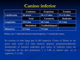 Canino inferior
                          Comienza             Erupciona              Termina
Calcificación         26 meses              10 a 13 años         13 a 16 años
                             Total             Coronaria             Radicular
Longitudes            25.6 mm               10.3 mm              15.3 mm
                         Mesiodistal        Vestibulolingual
Diámetros             6.9 mm                7.9 mm

Ocluye con: ½ distal del Incisivo lateral superior y ½ mesial del canino.


Su corona es más larga que la del superior. Como el diente es un
poco más corto (1,2 mm menor) aparece proporcionalmente
disminuido el tamaño radicular; por tanto, la relación entre las
longitudes de las dos porciones, 1 a 1,48, es menor que. en el
superior, 1 a 1,82.
 
