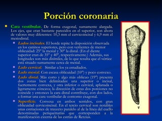 Porción coronaria
   Cara vestibular. De forma exagonal, sumamente alargada.
    Los ejes, que eran bastante parecidos en el superior, son ahora
    de valores muy diferentes: 10,3 mm el cervicoincisal y 6,9 mm el
    mesiodistal.
      Lados incisales. El borde repite la disposición observada
        en los caninos superiores, pero con vertientes de menor
        oblicuidad: 25° la mesial y 30° la distal. (En el diente
        superior eran de 35° y 40°, respectivamente.) Además, sus
        longitudes son más disímiles, de lo que resulta que el vértice
        está situado sumamente cerca de mesial.
      Lado cervical. Similar a los ya estudiados.
      Lado mesial. Con escasa oblicuidad (10°) y poco convexo.
      Lado distal. Más corto y algo más oblicuo (19°) presenta
        dos zonas bien delimitadas: una superior o incisal,
        fuertemente convexa, y otra inferior o cervical, aplanada o
        ligeramente cóncava; la dirección de estas dos porciones no
        coincide y entonces la cara distal contribuye, con dos lados,
        a formar una cara vestibular de contorno exagonal.
      Superficie. Convexa en ambos sentidos, con gran
        oblicuidad cervicoincisal. En el tercio cervical son notables
        unas estriaciones de trayecto paralelo al de la línea del cuello
        denominadas periquematías que corresponden a la
        manifestación externa de las estrías de Retzius.
 