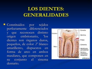 LOS DIENTES:
               GENERALIDADES
   Constituidos por tejidos
    perfectamente diferenciados
    y que reconocen distinto
    origen embrionario, 'los
    dientes son órganos duros,
    pequeños, de color .?' blanco
    amarillento, dispuestos en
    forma de arco en ambos
    maxilares, que componen en
    su conjunto el sistema
    dentario.
 