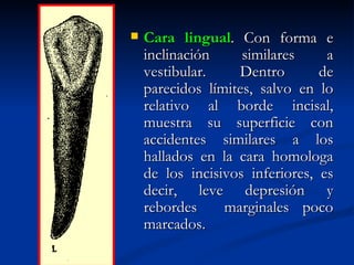    Cara lingual. Con forma e
    inclinación     similares     a
    vestibular.    Dentro        de
    parecidos límites, salvo en lo
    relativo al borde incisal,
    muestra su superficie con
    accidentes similares a los
    hallados en la cara homologa
    de los incisivos inferiores, es
    decir, leve depresión y
    rebordes     marginales poco
    marcados.
 