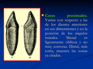    Caras        proximales.
    Varían con respecto a las
    de los dientes anteriores
    en sus dimensiones y en la
    posición de los ángulos
    másales.    Mesial     es
    ligeramente oblicua y no
    muy convexa. Distal, más
    corta, muestra las zonas
    ya citadas.
 