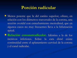 Porción radicular
   Menos potente que la del canino superior, ofrece, en
    relación con los diámetros trasversales de la corona, una
    sección ovoidal con estrechamiento mesiodistal, que en
    algunos casos no muy frecuentes lleva a la bifurcación
    apical.
   Relación coronorradicular. Idéntica a la de los
    incisivos inferiores. Sobre la cara dista! existe
    continuidad entre el aplanamiento cervical de la corona
    y el canal radicular.
 