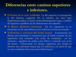 Diferencias entre caninos superiores
            e inferiores.
   1) Forma de la cara vestibular. La del superior es pentagonal;
    la del inferior, exagonal. En el inferior, los ejes, muy
    desproporcionados, la hacen extraordinariamente larga, a cambio
    del aparente equilibrio de las dimensiones del superior.
   2) Mayor diámetro trasversal. En los superiores se lo
    encuentra en las caras libres; en los inferiores en las proximales.
   3) Posición y curvatura del borde incisal. Examinando los
    dientes por proximal se encuentra que el borde cortante de los
    superiores está colocado más cerca de vestibular; en los
    inferiores equidista de ambas caras libres y coincide con el eje
    del diente. Observando los dientes superiores por incisal se
    advierte una curvatura mayor que los inferiores, en razón de que
    su cara vestibular tiene una convexidad mayor.
 