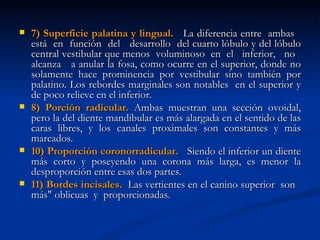    7) Superficie palatina y lingual. La diferencia entre ambas
    está en función del desarrollo del cuarto lóbulo y del lóbulo
    central vestibular que menos voluminoso en el inferior, no
    alcanza a anular la fosa, como ocurre en el superior, donde no
    solamente hace prominencia por vestibular sino también por
    palatino. Los rebordes marginales son notables en el superior y
    de poco relieve en el inferior.
   8) Porción radicular. Ambas muestran una sección ovoidal,
    pero la del diente mandibular es más alargada en el sentido de las
    caras libres, y los canales proximales son constantes y más
    marcados.
   10) Proporción coronorradicular. Siendo el inferior un diente
    más corto y poseyendo una corona más larga, es menor la
    desproporción entre esas dos partes.
   11) Bordes incisales. Las vertientes en el canino superior son
    más" oblicuas y proporcionadas.
 