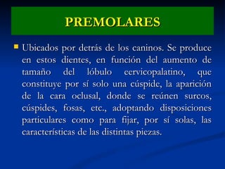 PREMOLARES
   Ubicados por detrás de los caninos. Se produce
    en estos dientes, en función del aumento de
    tamaño del lóbulo eervicopalatino, que
    constituye por sí solo una cúspide, la aparición
    de la cara oclusal, donde se reúnen surcos,
    cúspides, fosas, etc., adoptando disposiciones
    particulares como para fijar, por sí solas, las
    características de las distintas piezas.
 