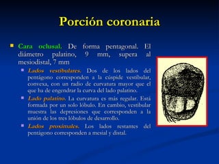 Porción coronaria
   Cara oclusal. De forma pentagonal. El
    diámetro palatino, 9 mm, supera al
    mesiodistal, 7 mm
       Lados vestibulares. Dos de los lados del
        pentágono corresponden a la cúspide vestibular,
        convexa, con un radio de curvatura mayor que el
        que ha de engendrar la curva del lado palatino.
       Lado palatino. La curvatura es más regular. Está
        formada por un solo lóbulo. En cambio, vestibular
        muestra las depresiones que corresponden a la
        unión de los tres lóbulos de desarrollo.
       Lados proximales. Los lados restantes del
        pentágono corresponden a mesial y distal.
 