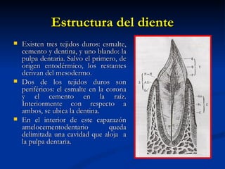 Estructura del diente
   Existen tres tejidos duros: esmalte,
    cemento y dentina, y uno blando: la
    pulpa dentaria. Salvo el primero, de
    origen entodérmico, los restantes
    derivan del mesodermo.
   Dos de los tejidos duros son
    periféricos: el esmalte en la corona
    y el cemento en la raíz.
    Interiormente con respecto a
    ambos, se ubica la dentina.
   En el interior de este caparazón
    amelocementodentario           queda
    delimitada una cavidad que aloja a
    la pulpa dentaria.
 