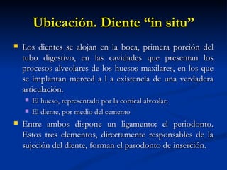 Ubicación. Diente “in situ”
   Los dientes se alojan en la boca, primera porción del
    tubo digestivo, en las cavidades que presentan los
    procesos alveolares de los huesos maxilares, en los que
    se implantan merced a l a existencia de una verdadera
    articulación.
       El hueso, representado por la cortical alveolar;
       El diente, por medio del cemento
   Entre ambos dispone un ligamento: el periodonto.
    Estos tres elementos, directamente responsables de la
    sujeción del diente, forman el parodonto de inserción.
 