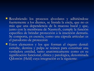    Recubriendo los procesos alveolares y adhiriéndose
    fuertemente a los dientes, se Ínstala la encía, que no es
    más que una dependencia de la mucosa bucal y que,
    junto con la membrana de Nasmyth, cumple la función
    específica de brindar protección a la inserción dentaría.
    Se comporta, en esencia, como una cápsula articular: es
    el parodonto de protección
   Estos elementos y los que forman el órgano dental:
    esmalte, dentina y pulpa se reúnen para constituir una
    verdadera entidad, tanto anatómicamente como en su
    significación funcional, clínica y patológica, denominada
    Qdontón (Held) cuya integración es la siguiente:
 