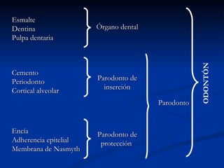 Esmalte
Dentina                Órgano dental
Pulpa dentaria




                                                   ODONTÓN
Cemento
Periodonto             Parodonto de
Cortical alveolar        inserción

                                       Parodonto


Encía                  Parodonto de
Adherencia epitelial    protección
Membrana de Nasmyth
 