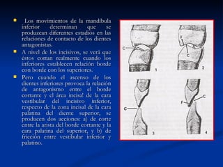     Los movimientos de la mandíbula
    inferior     determinan     que     se
    produzcan diferentes estadios en las
    relaciones de contacto de los dientes
    antagonistas.
   A nivel de los incisivos, se verá que
    éstos cortan realmente cuando los
    inferiores establecen relación borde
    con borde con los superiores.
   Pero cuando el ascenso de los
    dientes inferiores provoca la relación
    de antagonismo entre el borde
    cortante y el área incisa! de la cara
    vestibular del incisivo inferior,
    respecto de la zona incisal de la cara
    palatina del diente superior, se
    producen dos acciones: a) de corte
    entre la arista del borde cortante y la
    cara palatina del superior, y b) de
    fricción entre vestibular inferior y
    palatino.
 