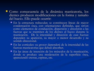    Como consecuencia de la dinámica masticatoria, los
    dientes producen modificaciones en la forma y tamaño
    del hueso. Ello puede ocurrir:
       En la estructura trabecular; se constituyen líneas de mayor
        condensación ósea, con orientaciones definidas, que sirven
        como elementos de conducción, dispersión y absorción a las
        fuerzas que se trasmiten de los dientes al hueso durante la
        masticación. De la intensidad y dirección de esas fuerzas
        dependen su aparición, su mayor o menor desarrollo y su
        sentido direccional.
       En las corticales: su grosor dependerá de la intensidad de las
        fuerzas masticatorias que deban absorber.
       En las áreas de inserción de los músculos de la masticación,
        donde se produce una moderación de la superficie ósea,
        apareciendo crestas, espinas, etc.
 