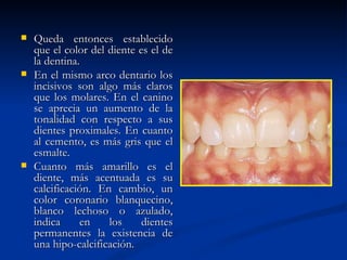    Queda entonces establecido
    que el color del diente es el de
    la dentina.
   En el mismo arco dentario los
    incisivos son algo más claros
    que los molares. En el canino
    se aprecia un aumento de la
    tonalidad con respecto a sus
    dientes proximales. En cuanto
    al cemento, es más gris que el
    esmalte.
   Cuanto más amarillo es el
    diente, más acentuada es su
    calcificación. En cambio, un
    color coronario blanquecino,
    blanco lechoso o azulado,
    indica     en    los     dientes
    permanentes la existencia de
    una hipo-calcificación.
 