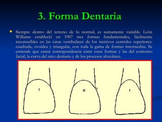 3. Forma Dentaria
   Siempre dentro del terreno de lo normal, es sumamente variable. León
    Williams estableció en 1907 tres formas fundamentales, fácilmente
    reconocibles en las caras vestibulares de los incisivos centrales superiores:
    cuadrada, ovoidea y triangular, con toda la gama de formas intermedias. Se
    entiende que existe correspondencia entre estas formas y las del contorno
    facial, la curva del arco dentario y de los procesos alveolares.
 