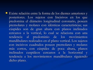    Existe relación entre la forma de los dientes anteriores y
    posteriores. Los sujetos con Incisivos en los que
    predomina el diámetro longitudinal coronario, poseen
    premolares y molares con idénticas características; sus
    cúspides son de gran altura con planos inclinados
    cercanos a la vertical, lo cual se relaciona con una
    tendencia al predominio de los movimientos
    mandibulares realizados en el plano vertical. Los sujetos
    con incisivos cuadrados poseen premolares y molares
    más cortos, con cúspides de poca altura, planos
    inclinados cuspídeos cercanos a la horizontal y
    tendencia a los movimientos mandibulares siguiendo
    dicho plano.
 