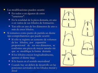    Las modificaciones pueden ocurrir:
       En todos o en algunos de estos
         "caracteres".
       En la totalidad de la pieza dentaria, en uno
         o en varios de sus lóbulos de formación.
       Tan sólo en uno de los diámetros de uno o
         más de estos lóbulos.
   Si tomamos como punto de partida un diente
    tipo comprobaremos que puede ocurrir:
       Sí sólo se registra un aumento de volumen
         de los lóbulos, por expansión
         proporcional de sus tres diámetros, se
         conforma una pieza de mayor tamaño sin
         que se -modifique la forma dentaria
       Sí los lóbulos crecen longitudinalmente,
         aparece el diente largo
       Si lo hacen en el sentido mesiodistal
       Cuando hay un déficit de desarrollo en las
         porciones cervicales de los lóbulos mesial y
         distal
 