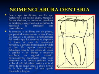 NOMENCLARURA DENTARIA
   Pese a que los dientes, aun los que
    pertenecen a un mismo grupo, presentan
    formas distintas, es necesario considerar
    su morfología en general, en atención a la
    necesidad        de      establecer      una
    nomenclatura.
   Se compara a un diente con un prisma,
    que puede descomponerse en dos. Como
    los dientes y la apófisis alveolodentaria
    del maxilar que los contiene se disponen
    en forma de arco de concavidad
    posterior, la cavidad bucal queda dividida
    en dos. Un espacio anteroexterno,
    delimitado entre la cara interna de labios
    y carrillos y los dientes y procesos
    alveolares;     un     segundo      espacio,
    posterointerno, circunscrito entre estos
    elementos y la bóveda palatina hacia
    arriba, el velo del paladar arriba y atrás, el
    istmo de las fauces atrás, y abajo el piso
    de la boca, dentro del cual queda
    contenida la lengua.
 