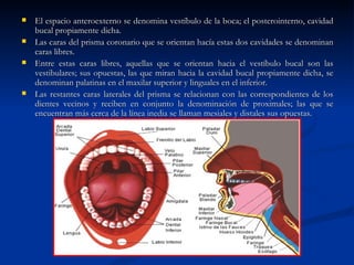    El espacio anteroexterno se denomina vestíbulo de la boca; el posterointerno, cavidad
    bucal propiamente dicha.
   Las caras del prisma coronario que se orientan hacía estas dos cavidades se denominan
    caras libres.
   Entre estas caras libres, aquellas que se orientan hacia el vestíbulo bucal son las
    vestibulares; sus opuestas, las que miran hacia la cavidad bucal propiamente dicha, se
    denominan palatinas en el maxilar superior y linguales en el inferior.
   Las restantes caras laterales del prisma se relacionan con las correspondientes de los
    dientes vecinos y reciben en conjunto la denominación de proximales; las que se
    encuentran más cerca de la línea inedia se llaman mesiales y distales sus opuestas.
 
