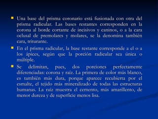    Una base del prisma coronario está fusionada con otra del
    prisma radicular. Las bases restantes corresponden en la
    corona al borde cortante de incisivos y caninos, o a la cara
    oclusal de premolares y molares, se la denomina también
    cara, triturante.
   En el prisma radicular, la base restante corresponde a el o a
    los ápices, según que la porción radicular sea única o
    múltiple.
   Se delimitan, pues, dos porciones perfectamente
    diferenciadas: corona y raíz. La primera de color más blanco,
    es también más dura, porque aparece recubierta por el
    esmalte, el tejido más mineralizado de todas las estructuras
    humanas. La raíz muestra el cemento, más amarillento, de
    menor dureza y de superficie menos lisa.
 