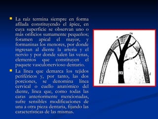    La raíz termina siempre en forma
    afilada constituyendo el ápice, en
    cuya superficie se observan uno o
    más orificios sumamente pequeños;
    foramen apical el mayor, y
    formaninas los menores, por donde
    ingresan al diente la arteria y el
    nervio y por donde salen las venas,
    elementos que constituyen el
    paquete vasculonervioso dentario.
   La línea que demarca los tejidos
    periféricos y, por tanto, las dos
    porciones, se denomina línea
    cervical o cuello anatómico del
    diente, línea que, como todas las
    caras anteriormente mencionadas,
    sufre sensibles modificaciones de
    una a otra pieza dentaria, fijando las
    características de las mismas.
 