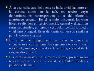    A su vez, cada cara del diente se halla dividida, tanto en
    la corona como en la raíz, en tercios cuyas
    denominaciones corresponden a la del elemento
    anatómico cercano. En el sentido trasversal, las caras
    libres se dividen en tercios mesial, central y distal. Las
    caras proximales, en tercios vestibular, central o medio
    y palatino o lingual. Estas denominaciones son similares
    para la corona y la raíz.
   En el sentido longitudinal, en todas las caras se
    encuentran sucesivamente los siguientes tercios: incisal
    u oclusal., medio, cervical de la corona, cervical de la
    raíz, medio y apical.
   Las caras oclusales, en la misma forma, presentan los
    tercios mesial, central y distal, vestibular, medio y
    palatino o lingual.
 