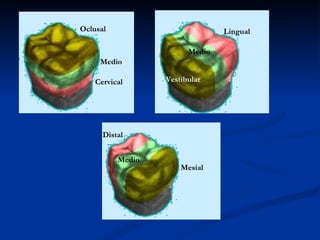Oclusal                         Lingual

                        Medio
     Medio

    Cervical      Vestibular




      Distal


          Medio
                      Mesial
 