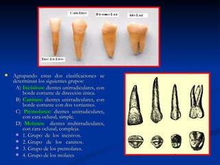    Agrupando estas dos clasificaciones se
    determinan los siguientes grupos:
     A) Incisivos: dientes unirradiculares, con
        borde cortante de dirección única.
     B) Caninos: dientes unirradiculares, con
        borde cortante con dos vertientes.
     C) Premolares: dientes unirradiculares,
        con cara oclusal, simple.
     D) Molares: dientes multirradiculares,
        con cara oclusal, compleja.
      1. Grupo de los incisivos.
      2. Grupo de los caninos.
      3. Grupo de los premolares.
      4. Grupo de los molares
 