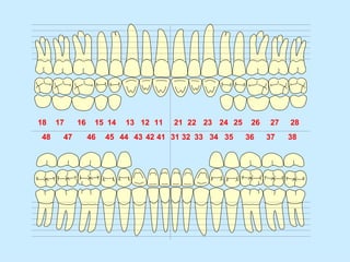 18   17    16    15 14   13 12 11   21 22 23 24 25    26   27   28
48    47        46   45 44 43 42 41 31 32 33 34 35   36    37   38
 