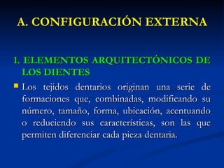 A. CONFIGURACIÓN EXTERNA


1. ELEMENTOS ARQUITECTÓNICOS DE
   LOS DIENTES
 Los tejidos dentarios originan una serie de
   formaciones que, combinadas, modificando su
   número, tamaño, forma, ubicación, acentuando
   o reduciendo sus características, son las que
   permiten diferenciar cada pieza dentaria.
 